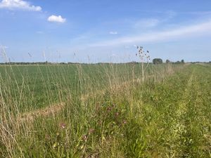 Long grass and wildflowers in a strip through a field with cereal crops growing behind under a hazy blue sky