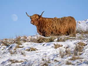Supporting image for story: Scottish hamlet reaches minus 17.3C in coldest January night in 15 years