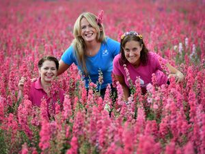 Supporting image for story: 'Don’t miss this amazing view!' Stunning Shropshire Petal Fields to open later this week