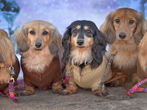 Supporting image for story: Hundreds of adorable sausage dogs and owners come together for Whitchurch Christmas Dachshund Extravaganza