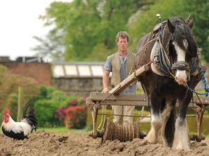 Supporting image for story: Consultation opens over future of Acton Scott Historic Working Farm