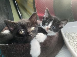 Supporting image for story: Shropshire cat charity 'amazed' by response from community to support abandoned kittens 