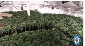 In total 9,488 plants, at various stages of growth, were seized from a property on Grove Lane