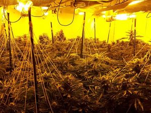 Supporting image for story: Cannabis plants seized as police raid Telford drugs farms