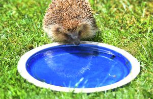 Joan Lockley is appealing to the public to leave bowls of water out in the garden to help wildlife over the hot spell. Rosie is pictured cooling down.