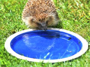 Supporting image for story: 'All I want people to do is leave a little saucer of water out': Hedgehog carer asks for public across West Midlands to do more to help wildlife in hot weather