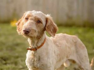 Archer. (Photo: Dogs Trust)