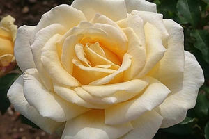 Supporting image for story: Star Witness: Gorgeous Gardens