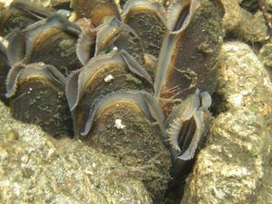 Supporting image for story: Rare mussel causing headache for Shropshire farmers