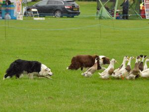 Supporting image for story: Bloxwich Carnival attracts crowds despite weather - in pictures