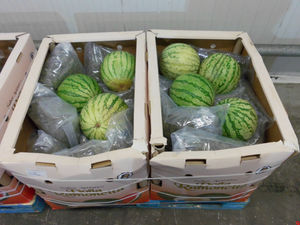 Two boxes of watermelons with plastic packs of drugs among them