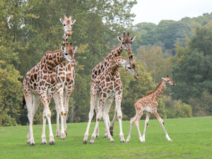 Supporting image for story: West Midland Safari Park welcomes new baby giraffe - WATCH