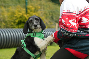 Rescue centres are under enormous pressure. The show is looking for people willing to offer dogs a second chance