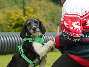 Supporting image for story: Channel 4’s The Dog House seeks loving homes in Shropshire as rescue centres feel the strain
