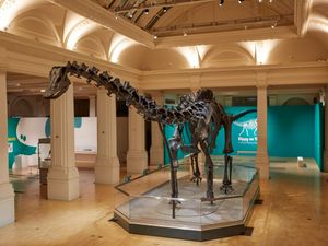 Supporting image for story: Thousands deeply Dippy about dinosaur