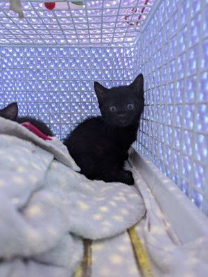 One of the kittens, who has since been named Rhubarb