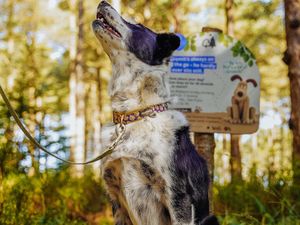 Supporting image for story: Golden tickets up for grabs in Forest Walkies at Cannock Chase Forest