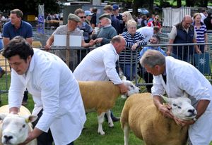 Sheep are judged at Newport Show