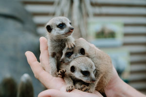 Three baby meerkats have been born at Telford's Exotic Zoo.