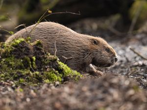 A beaver makes its way to the water after being released