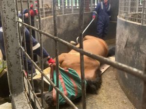 Supporting image for story: Watch: Firefighters rescue horse after it gets stuck