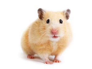 Supporting image for story: The hamster-based celeb game which is delighting and frustrating Twitter