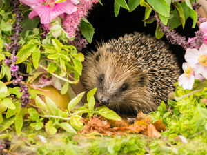 Supporting image for story: RSPCA offer advice over hedgehog heatwave concerns 