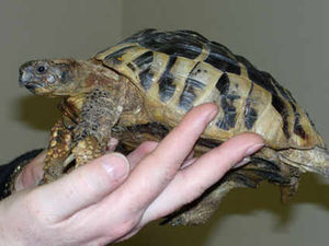 Supporting image for story: Tortoise taken by burglars in Whitchurch house raid