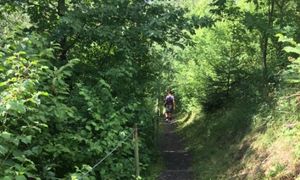 When you go down to the woods today...