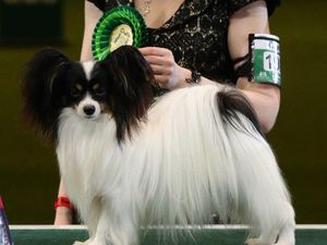 Supporting image for story: Dylan the papillon crowned Best in Show at Crufts 2019