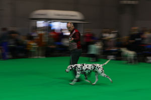 A man walks a Dalmatian at the Birmingham National Exhibition Centre (NEC) for the fourth day of the Crufts Dog Show. Photo credit: Aaron Chown/PA Wire            