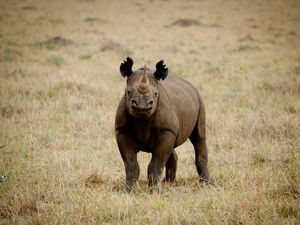 Supporting image for story: Sale of illegal wildlife products: The 10 most traded species