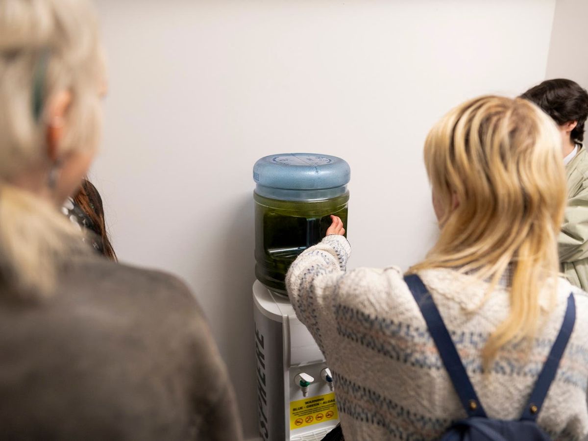Blue-green algae from Lough Neagh displayed during Belfast Photo Festival