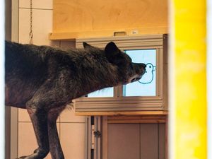 Supporting image for story: Wolves naturally more prosocial than domestic dogs, research finds