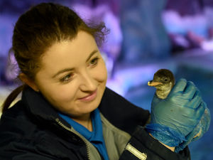 Supporting image for story: Rare baby penguin born at Birmingham's National Sea Life Centre