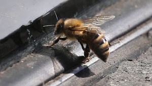 Supporting image for story