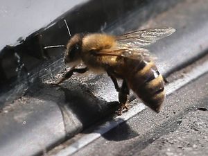 Supporting image for story: Here's why 20,000 bees swarmed a Manhattan skyscraper