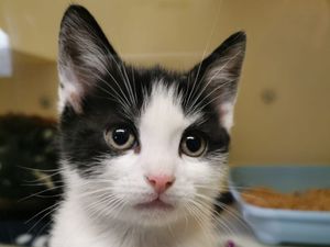 Supporting image for story: Appeal after kitten dumped 'like a piece of rubbish' in West Bromwich alleyway