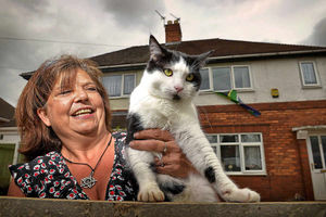 Supporting image for story: Mr Nelson the cat on a hot slate roof