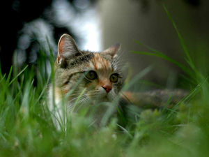 Supporting image for story: Warning to pet owners after cat shot