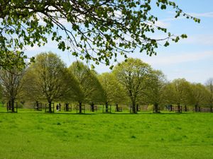 Supporting image for story: National Trust to restore tree-lined avenues at stately homes including Shugborough