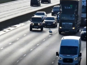 Supporting image for story: Swan saved after stopping motorway traffic