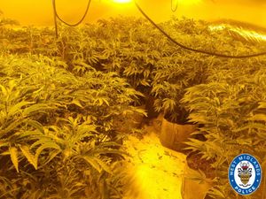 More than 150 plants were seized