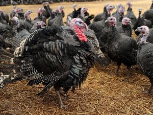 Supporting image for story: Shropshire turkey suppliers face anxious wait and rising costs amid bird flu fears 