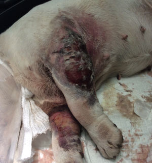 Pippa was put down when she was eventually seen by a vet