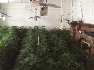 Supporting image for story: Cannabis factory worth £400,000 found in Halesowen