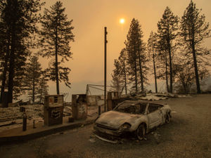 Supporting image for story: Peter Rhodes on a better deal from Brussels, the problem with trees and how good intentions can turn bad