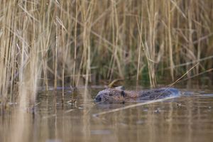 The beavers have been released into the Montgomeryshire Wildlife Trust nature reserve at Cors Dyfi. Photo: Montgomeryshire Wildlife Trust/Emyr Evans