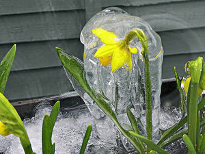 Supporting image for story: Icy grip on Spring daffodil