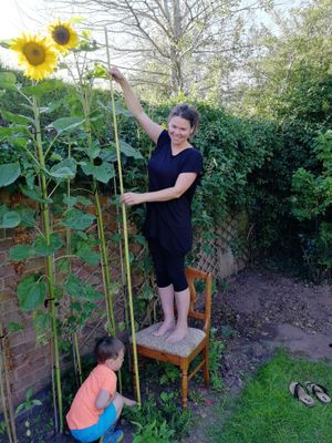 Jo Macleod measuring the sunflower 